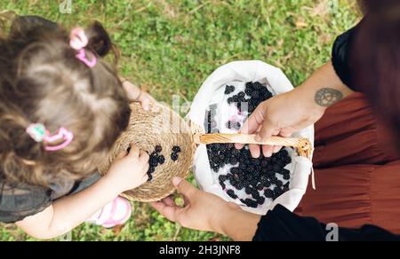 Oben Blick auf die Details der Hände und die Korbkörbe mit den Brombeeren auf dem Feld gepflückt. Stockfoto