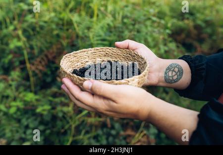 Detail der Hände einer jungen Frau, die einen kleinen Korbkorb mit frisch gepflückten reifen Brombeeren hält. Stockfoto