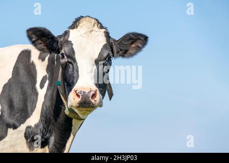 Kuh sieht freundlich aus, neugierig, rosa Nase, schwarz und weiß, mittlere Aufnahme und blauer Himmel Stockfoto