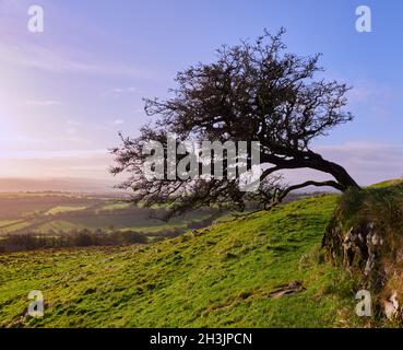 Alter Weißdornbaum, der von vorherrschenden Westwinden am Brent Tor in Devon UK gebogen wird Stockfoto