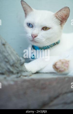 Nahaufnahme Weiße Türkische Angora Katze mit Heterochromie Stockfoto