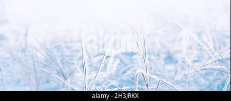 Winter verschneite Landschaft. Schöner Wintertag. Weihnachten Neujahr Urlaub Hintergrund mit verschneiten Pflanzen, weiche Sonnenstrahlen, Schneeflocken Stockfoto