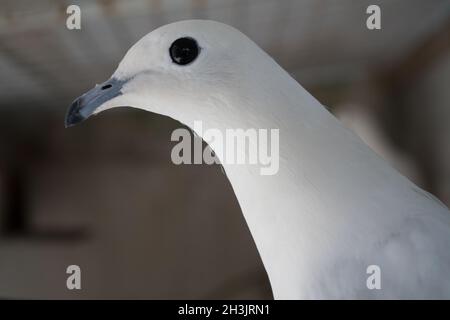 Weißes Brieftaubenporträt in einem Käfig Stockfoto