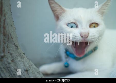 Nahaufnahme Weiße Türkische Angora Katze mit Heterochromie Stockfoto