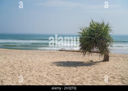 Einzelne kleine Palme am Strand über Meer und Himmel Stockfoto