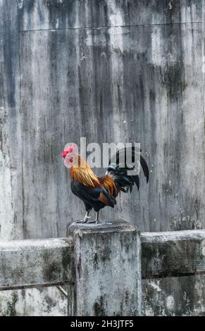 Schöner Hahn über der betongrauen Wand Stockfoto