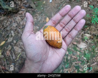 Die Areca-Nusskerne in der Hand reifen Stockfoto