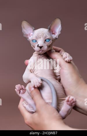 Tierarzt der Zwingerei hält Kätzchen der kanadischen Sphynx-Rasse in den Händen. Kätzchen mit blauen Augen, Schokoladenmink und weißer Farbe. Konzeptzucht Stockfoto