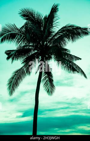 Vintage getönte Bild von Palmen Silhouette unter Himmel Stockfoto