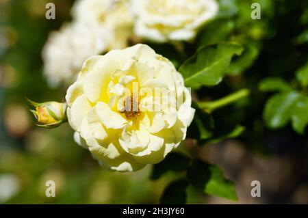 Gelbe Rose in voller Blüte im Cowra Rose Garden, Australien Stockfoto