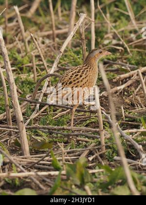 Kornkrebsen sind ein Zugvögel, der auf den Britischen Inseln aufgrund von Habitatverlusten und Veränderungen in der Landwirtschaft massiv zurückgegangen ist. Stockfoto