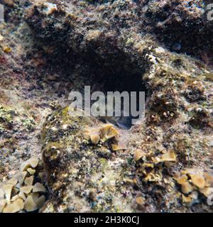 Unterwasserwelt Landschaft Stockfoto