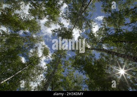 Sterne-geformte Sonnenstrahlen durch die grünen Blätter der hohen Bäume im Sommer Wald Stockfoto