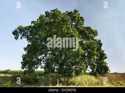 English Oak (Quercus ruber) oder Pendunculate Oak, in Vollblatt isoliert gegen den Himmel. Stockfoto