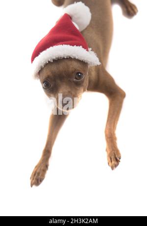 Niedlicher Pinscher-Hund im Weihnachtsmann-Hut Stockfoto