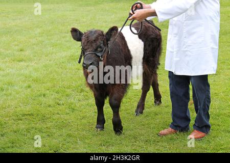 Ein junges braunes und weißes Galloway-Kalb mit Gürtel. Stockfoto