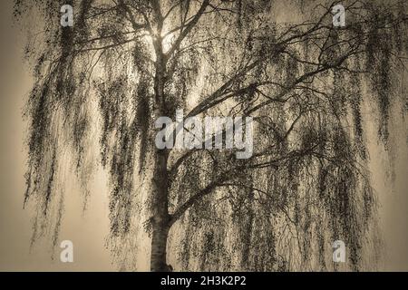 FOTOKUNST: Der Aspen Baum Stockfoto