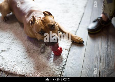 American Staffordshire Terrier auf dem Boden liegt. Stockfoto