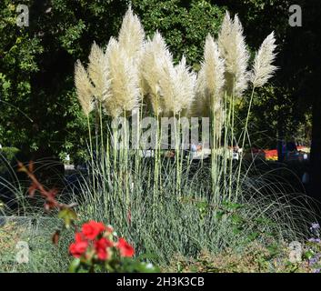 Ampasgras, Cortaderia selloana ist eine Grasart mit langen attraktiven Wedeln im Herbst. Pampas Gras, Cortaderia selloana, ist eine Art von Gras mit lo Stockfoto