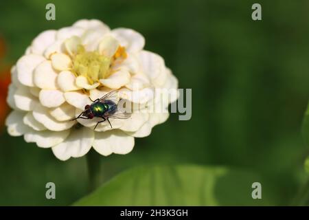 Eine kleine metallisch-grün glänzende Fliege ruht auf einem Zinnia und reinigt die Vorderfüße, Kopierraum Stockfoto