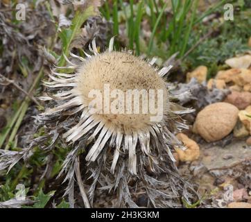 Silberdistel, Carlina acaulis, ist eine silberne schilllernde Pflanze im Herbst die auch als Heilpflanze verwendet wird. Silberne Distel, Carlina acaulis Stockfoto