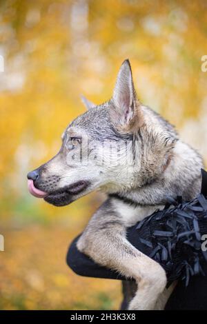 Lustige Hund im Herbst Hintergrund, Haushund Stockfoto