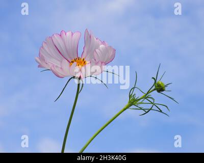 Weiß mit rosa Rändern Cosmea Blüte oder mexikanische Aster Blume im blauen Himmel Hintergrund. Cosmos bipinnatus ist eine blühende Pflanze der Familie der Asteraceae Stockfoto