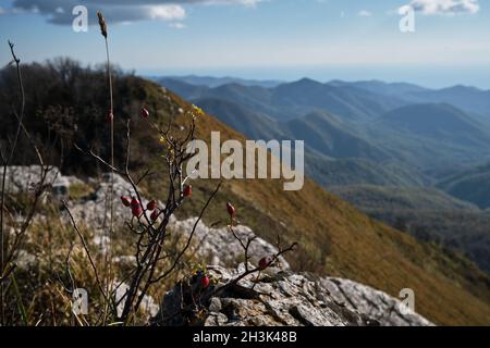 Bergketten. Blick vom Berg auf den Busch mit wilden Hagebuttenbeeren und hohen Hügeln. Minimalistischer Bildschirmschoner. Herbstwald in seiner ganzen Pracht ist Stockfoto