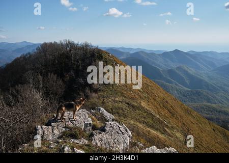 Schwarz rot Deutscher Schäferhund steht auf einem großen Stein auf dem Gipfel des Berges und bewundert den Blick auf Natur-Nationalpark. Reisen Sie mit Hund im Herbst in den Bergen. Stockfoto