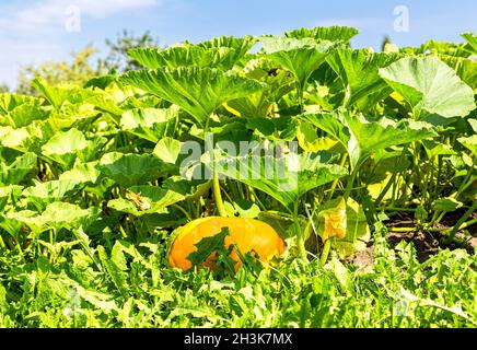 Orangefarbener Kürbis mit großen grünen Blättern, der im Gemüsegarten gegen den blauen Himmel wächst Stockfoto