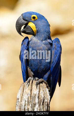 Portrait blauer Hyazintara (Anodorhynchus hyazinthus) auf Holzpfosten und von vorne gesehen Stockfoto