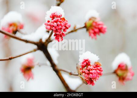 Rosa Blüten mit Schnee bedeckt Stockfoto