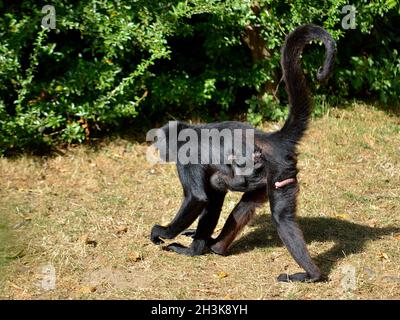 Schwarzkopfspinnen-Affe (Ateles fusciceps), der mit seinem Jungen am Bauch hängt Stockfoto