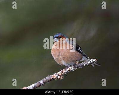 Buchfink, Fringilla coelebs Stockfoto