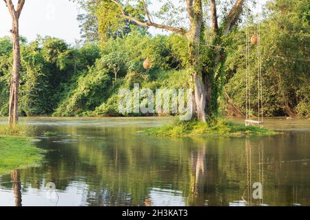 Seilschaukel hängend von einem Baum über einem fließenden Fluss in einer Naturparkumgebung in Thailand mit üppigem grünem Laub und morgendlichen Herbstblättern. Stockfoto