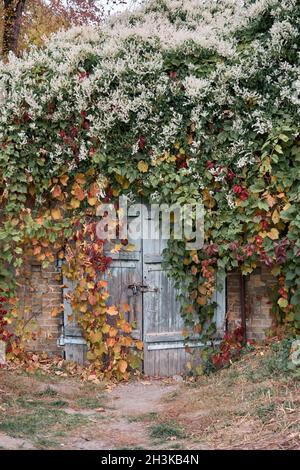 Haus mit dekorativer Efeu-Fassade. Die Wände des Hauses sind unter dunkelroten Herbstblättern versteckt. Natur Herbst Konzept für Design. Stockfoto