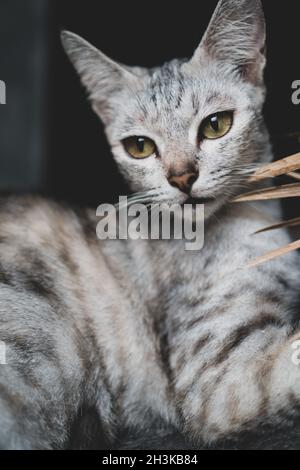 Nahaufnahme schöne Katze Stockfoto