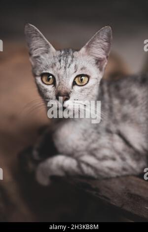 Nahaufnahme schöne Katze Stockfoto