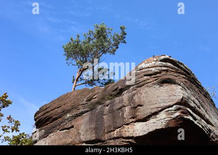 Hinterweidenthal Deutschland Oktober 2021 Sandsteinformation Teufelstisch im Pfälzerwald bei schönem Herbstwetter mit blauem Himmel Stockfoto