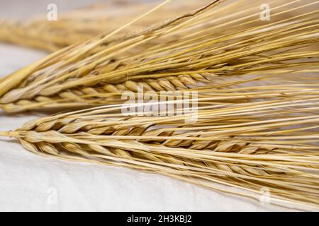 Goldene, trockene Weizenstrohhalme auf weißem Stoffhintergrund, Nahaufnahme. Landwirtschaft Getreidepflanzen Spikes, Ernte aus Sommerfeld Stockfoto