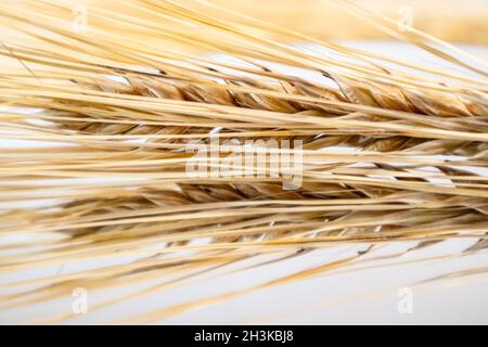 Gold trockene Weizenstrohhalme Spikes Nahaufnahme auf Glashintergrund mit Reflexion. Landwirtschaft Getreide Pflanzen Samen Spikelets, Sommer Erntezeit Stockfoto