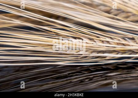 Goldene trockene Weizenstrohhalme Spikes in Nahaufnahme auf schwarzem Spiegel mit Spiegelung. Landwirtschaft Getreide Pflanzen Samen, Sommer Erntezeit Stockfoto