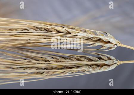 Goldene Weizenstrohhalme Spikes aus der Nähe auf spiegelndem Glas mit Spiegelung. Landwirtschaft Getreide Pflanzen Samen Spikelets, Sommer Erntezeit Stockfoto