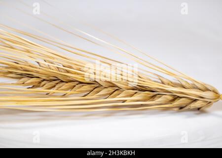 Gold-Trockenweizen-Trinkhalme Spikes Nahaufnahme auf weißem Hintergrund mit Spiegelung. Landwirtschaft Getreide Pflanzen Samen Spikelets, Sommer Erntezeit Stockfoto