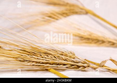 Goldene Weizenstrohhalme Spikes auf weißem Stoffhintergrund Nahaufnahme. Landwirtschaft Kerne Samen Stacheletts, Ernte aus Sommerfeld Stockfoto