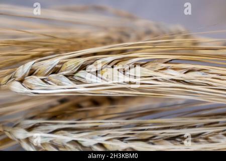 Gold trocken Weizen Trinkhalme Spikes Makro auf Spiegelglas Oberfläche Hintergrund mit Reflexion. Landwirtschaft Getreide Samen Spikelets, Sommer Erntezeit Stockfoto