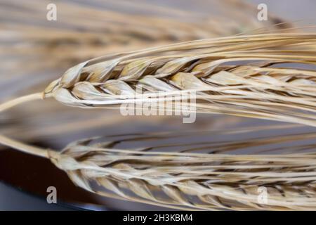 Goldene Weizenstrohhalme Spikes aus der Nähe auf spiegelndem Glas mit Spiegelung. Landwirtschaft Getreide Pflanzen Samen, Sommer Erntezeit Stockfoto