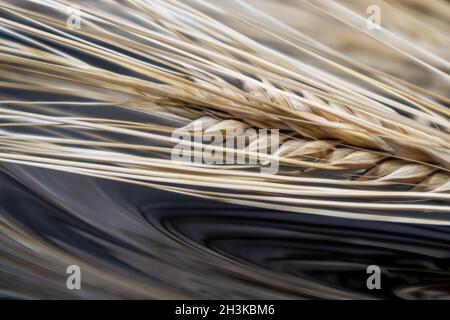 Goldene, trockene Weizenstrohhalme Spikes Nahaufnahme auf reflektierendem schwarzem Hintergrund mit Reflektion. Landwirtschaft Getreide Samen, Sommer Erntezeit Stockfoto