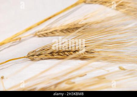 Goldene trockene Weizenstrohhalme spießen Ohren auf weißem Stoff Hintergrund Nahaufnahme. Landwirtschaft Getreide Getreide Getreide Kerne Samen Stacheletts, Ernte aus Sommerfeld Stockfoto