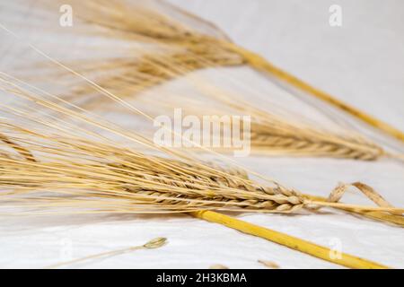 Gold trockener Weizen stroht Ohren auf weißem Stoff Hintergrund Nahaufnahme. Landwirtschaft Getreide Kernelspikelets, Ernte aus Sommerfeld Stockfoto